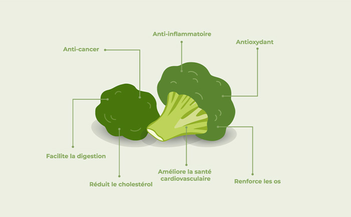 Le brocoli : qualités nutritionnelles et vertus médicinales